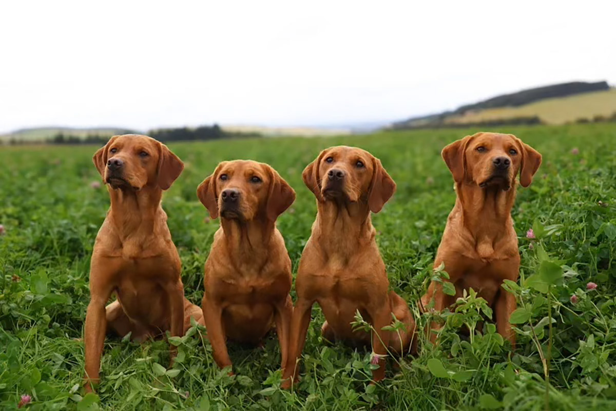 New Vet Practice and ‘Doggy Hotel’ planned for south Perthshire