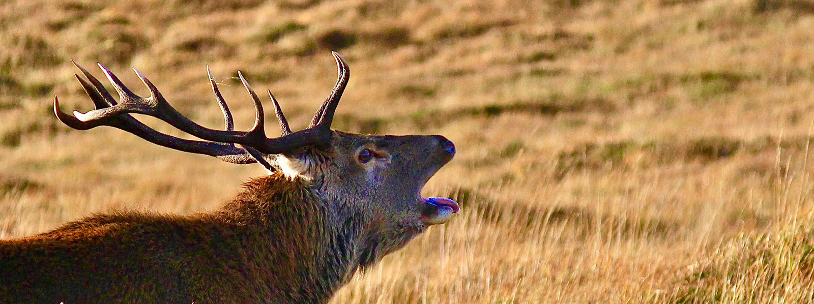 Perthshire News
